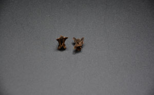 August 2021 Artifact of the Month Thumbnail Image — Seminole Tribal Historic Preservation Office