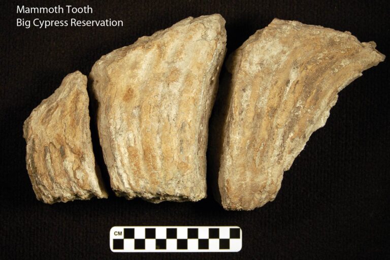 Collections Section — Seminole Tribal Historic Preservation Office