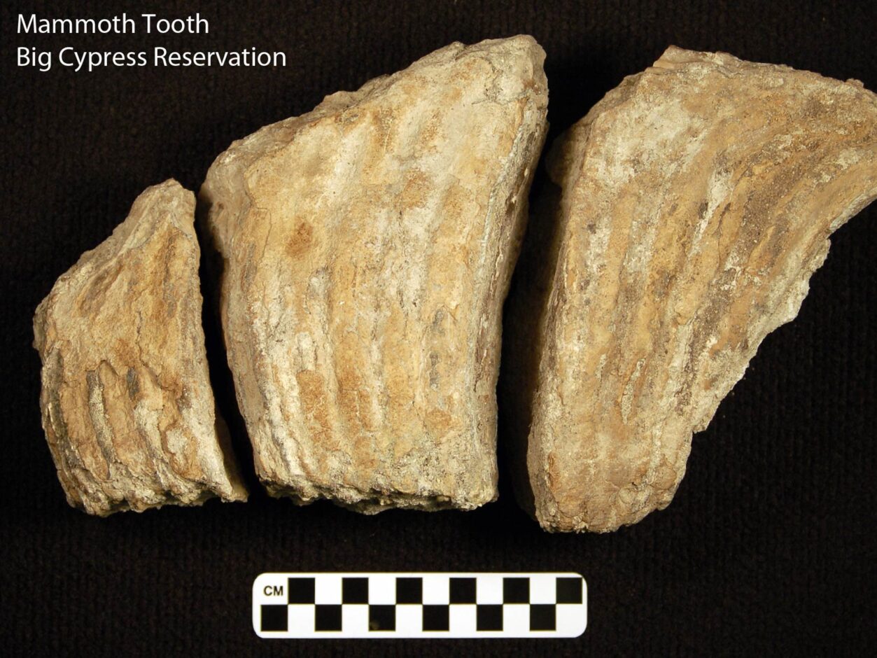 Collections Section — Seminole Tribal Historic Preservation Office