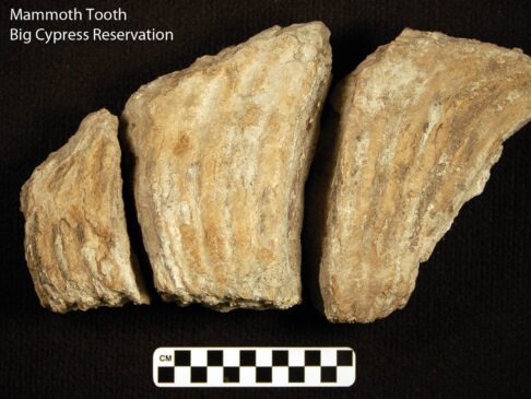 Collections Section — Seminole Tribal Historic Preservation Office