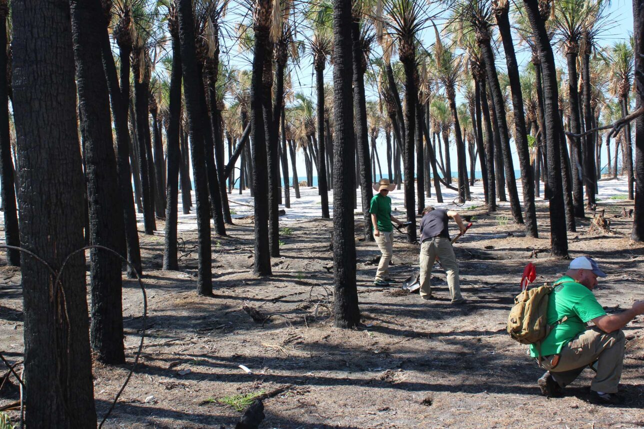 Dave Scheidecker assesses an object discovered during the survey. All objects found were left on Egmont Key. Egmont Key Research Project — Seminole Tribal Historic Preservation Office